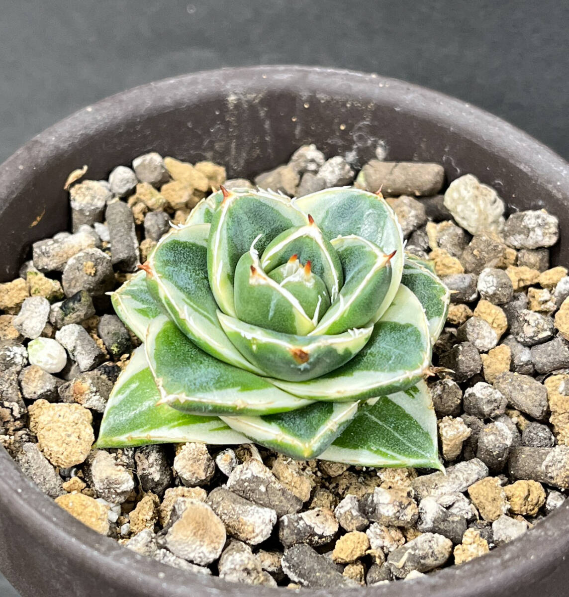 アガベ ピンキー 王妃笹の雪A型白覆輪 カキ仔（3個）付き Agave filifera 'Pinky' の画像4