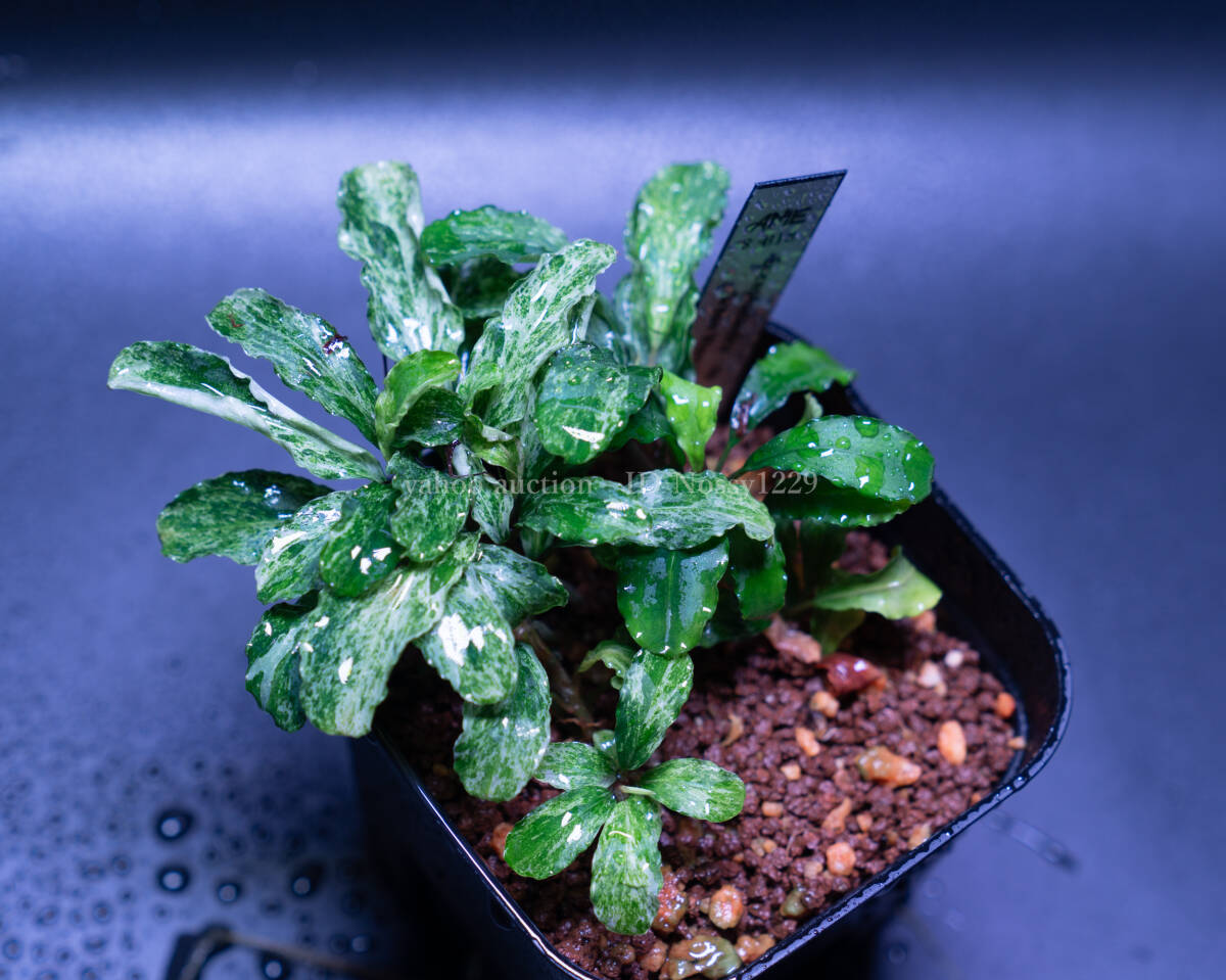 Yahoo!オークション - 【1円スタート】 Bucephalandra sp Yahoo!オークション - 【1円スタート】 Bucephalandra sp