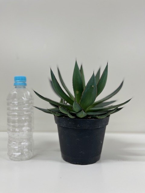  agave roma knee 5 number 