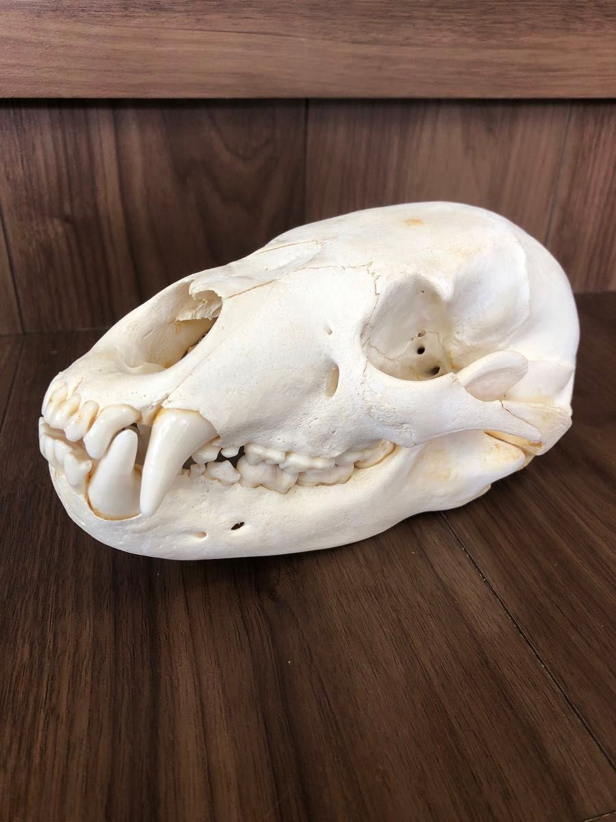 熊の頭骨（NO.2）