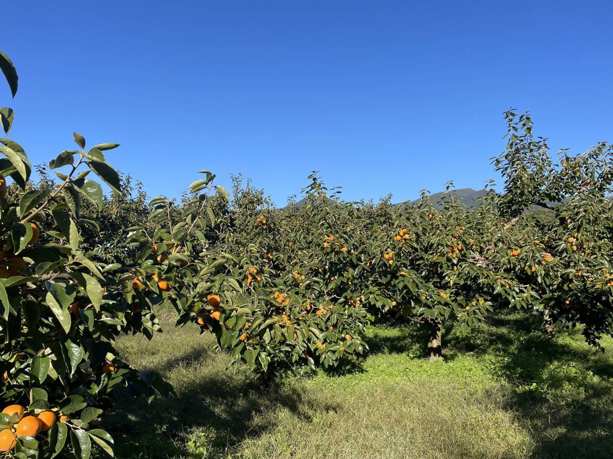 [ have machine fertilizer cultivation *. pesticide preeminence goods ]400g 2L... goods .. city rice field persimmon high class dried persimmon this season production .. pull out nature dry GI acquisition 