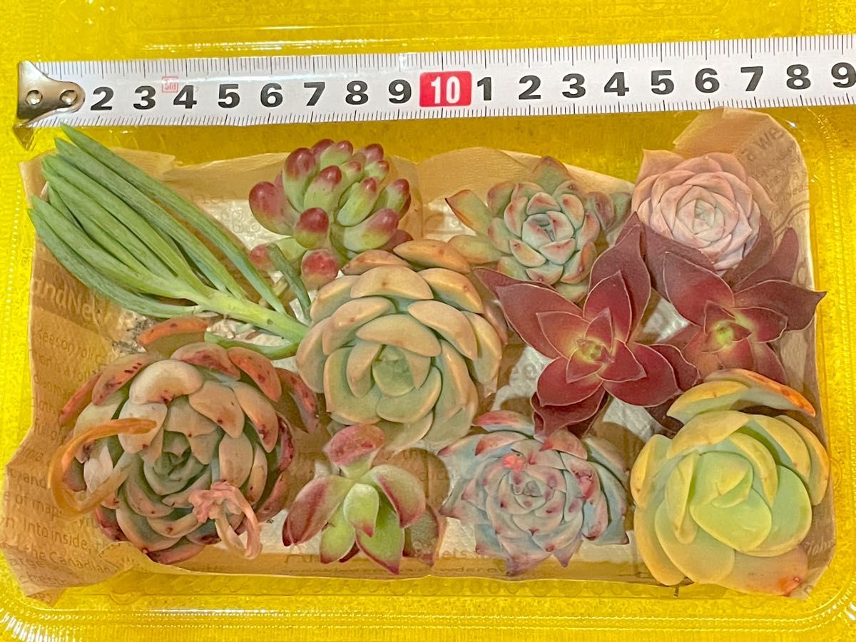 【SALE！！】自家製　多肉植物のお弁当④ 桃太郎・プリリンゼアナ・ハムシー、ギルバなど！