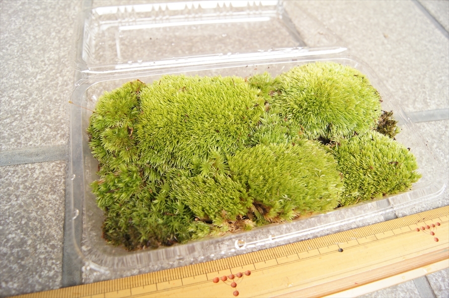 ■京都産 ホソバオキナゴケ ヤマゴケ / 苔栽培 苔玉 コケリウム テラリウム アクアリウム 苔盆栽 管UB01_画像3