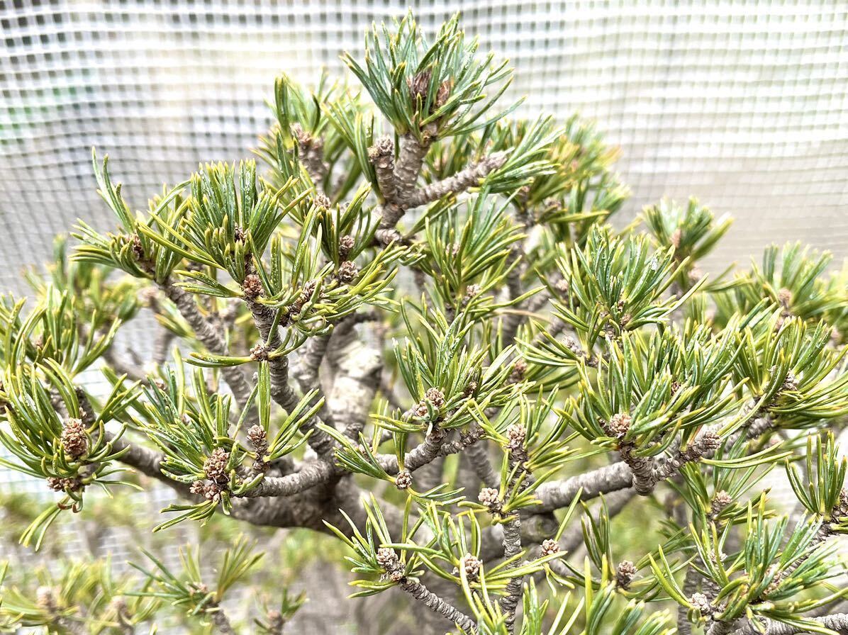  9 -ply . leaf pine . leaf pine bonsai bonsai .. Japanese black pin genuine Kashiwa 