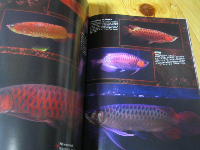 アロワナライブ 2015 vol.003 幸福を呼ぶ魚！の画像6
