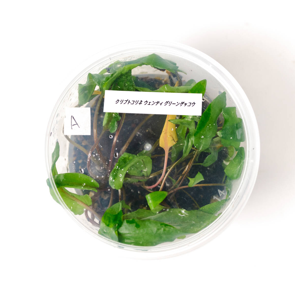 [ water plants ] Cryptocoryne wenti green geko- pictured 1 cup ( control symbol :A)