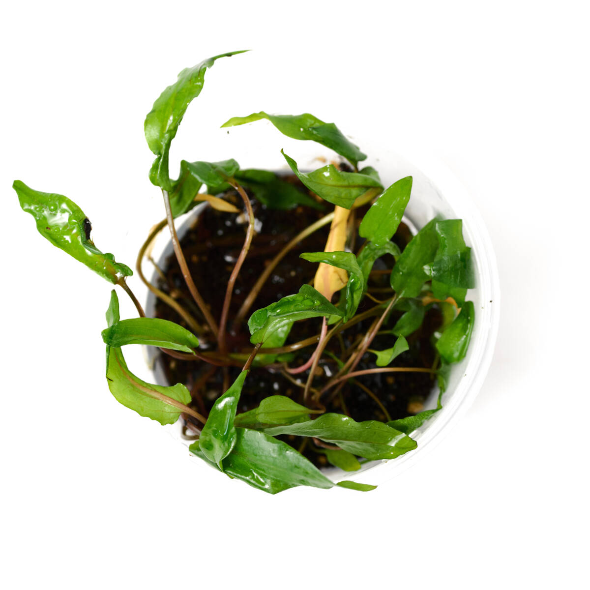 [ water plants ] Cryptocoryne wenti green geko- pictured 1 cup ( control symbol :A)