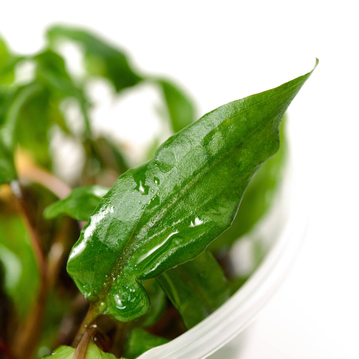 [ water plants ] Cryptocoryne wenti green geko- pictured 1 cup ( control symbol :A)
