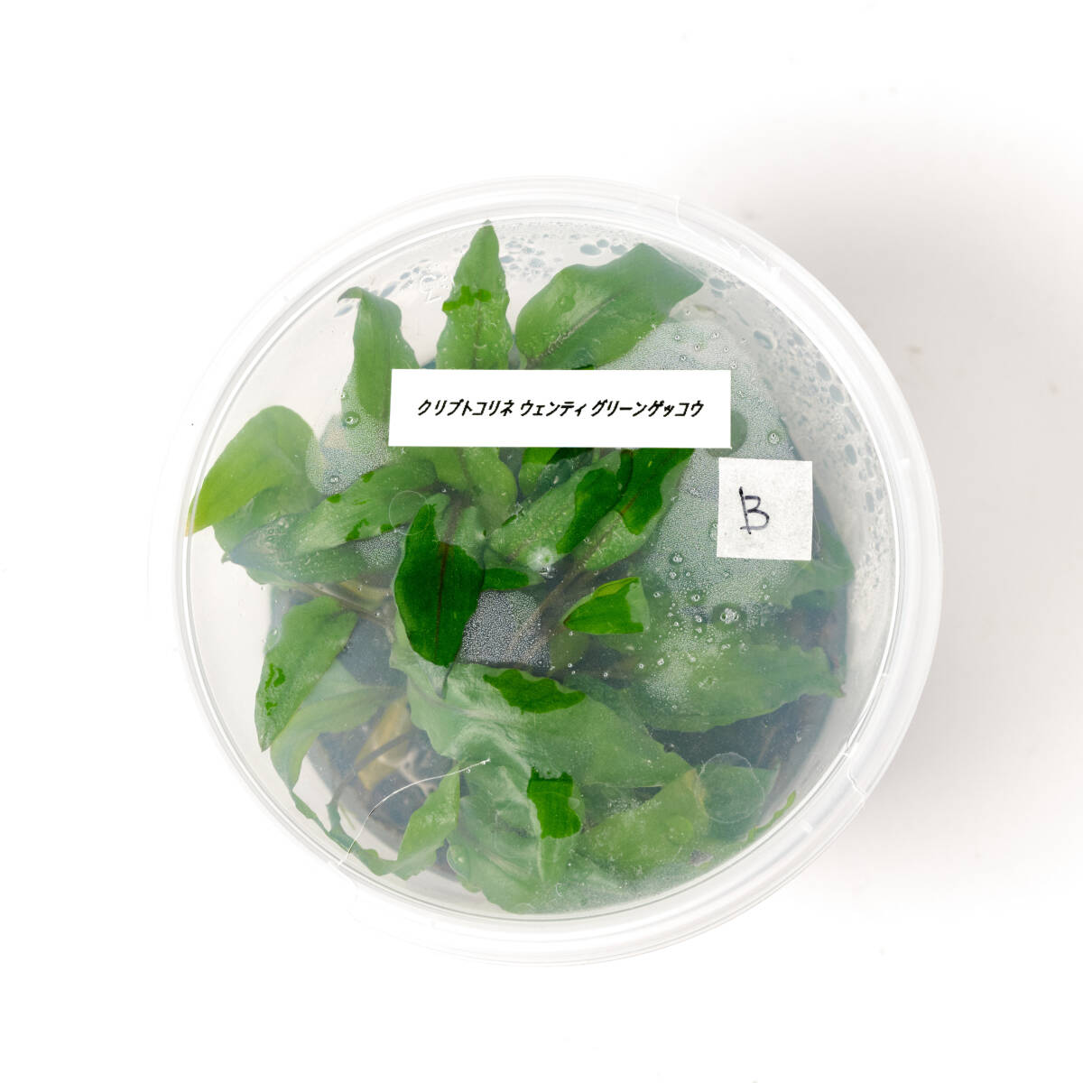 [ water plants ] Cryptocoryne wenti green geko- pictured 1 cup ( control symbol :B)