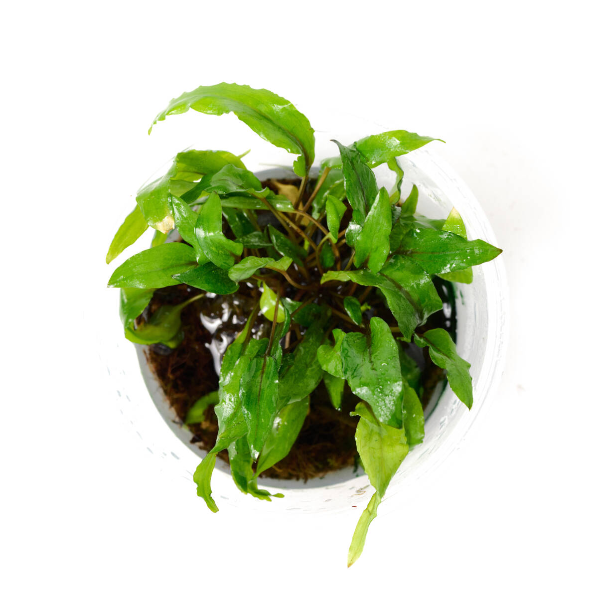 [ water plants ] Cryptocoryne wenti green geko- pictured 1 cup ( control symbol :B)