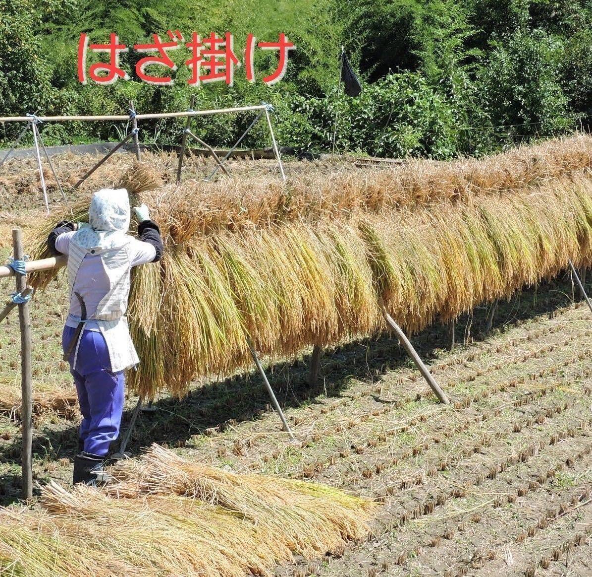令和5年長野県産　はざ掛け米　特別栽培米　特1等米【コシヒカリ】玄米20Ｋｇ（精米サービス）_画像2