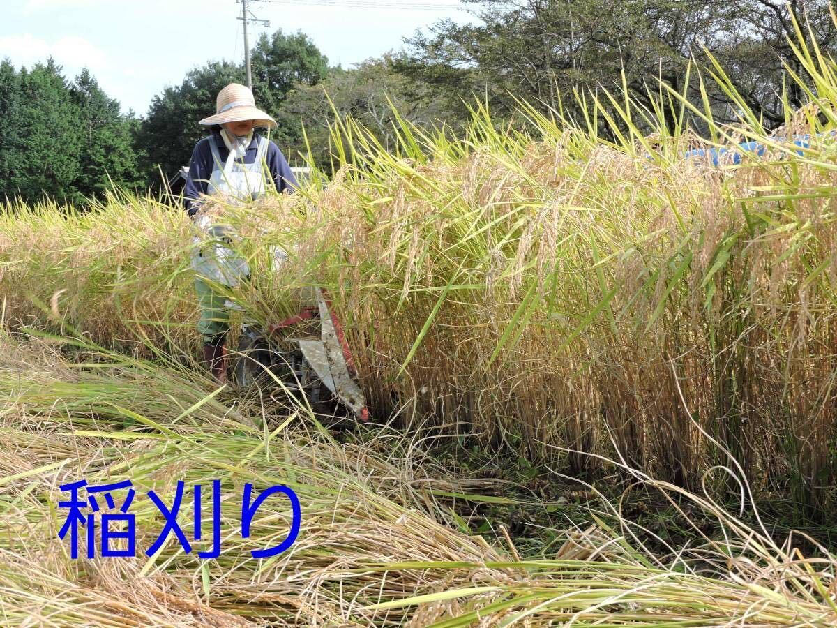 令和5年南信州産 はざ掛け米 特別栽培米【ゆうだい21】玄米20Ｋｇの画像2