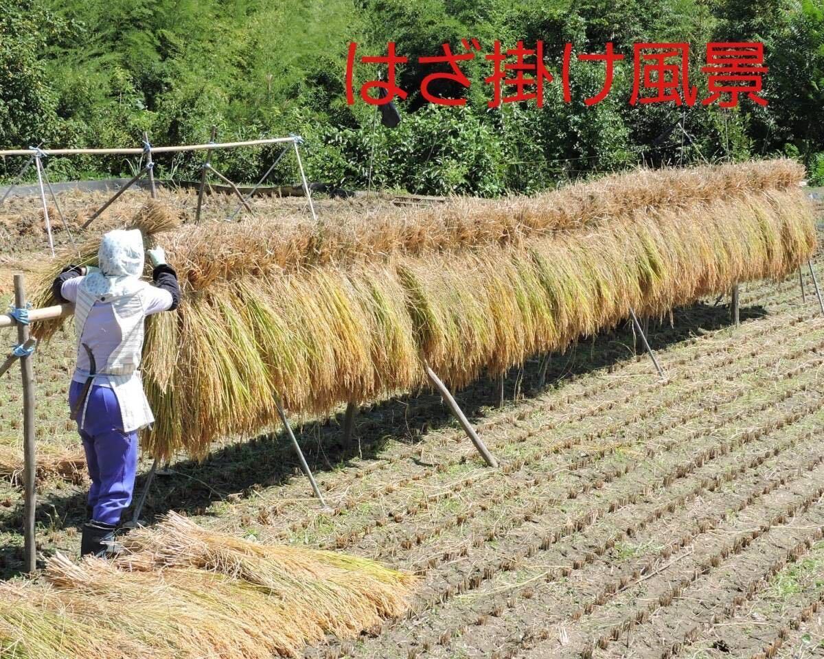 令和5年南信州産 はざ掛け米 特別栽培米【ゆうだい21】玄米20Ｋｇの画像3