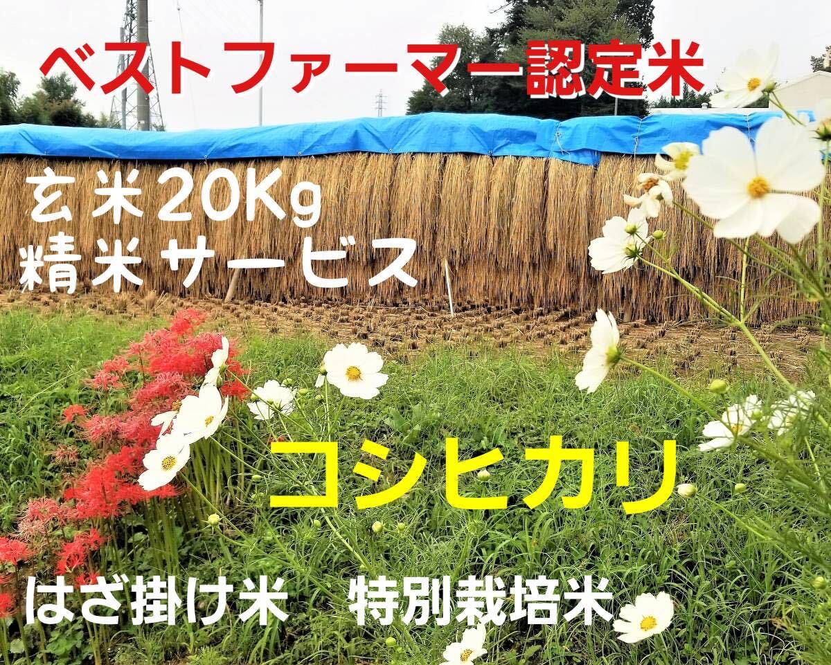 . мир 5 год Nagano префектура производство. ... рис специальный культивирование рис Special 1 и т.п. рис [ Koshihikari ] неочищенный рис 20Kg(. рис сервис )