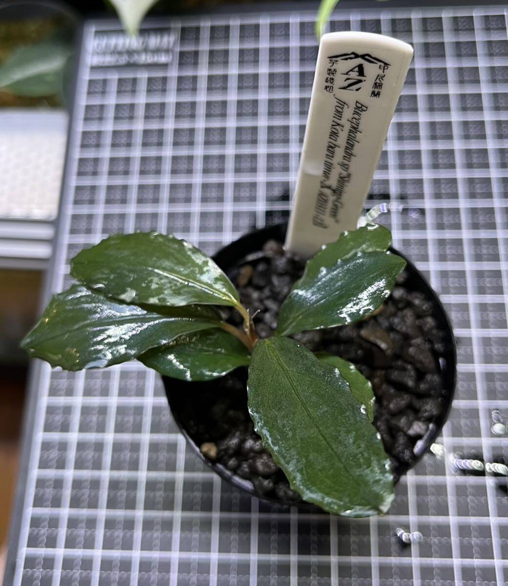 Bucepharandra sp Shining-Green 水上葉 1株 ブセファランドラ AZ便 水上育成株の画像3