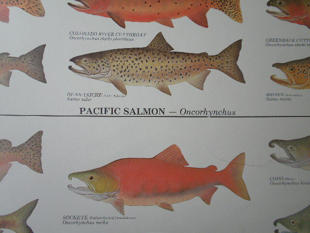 ポスター(トラウト・サーモン)ラミネート加工「TROUT,SALMON AND CHAR OF NORTH AMERICA 」 未使用品 アメリカ製 送料込みの画像10