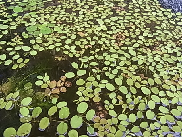 浮き草　26ｃｍ洗面器にいっぱい オオサンショウモ　送料無料_画像4