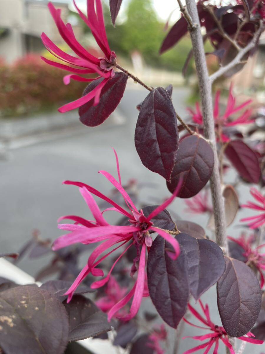 トキワマンサク 黒美人 赤花 銅葉 まんさく 花の苗の画像1