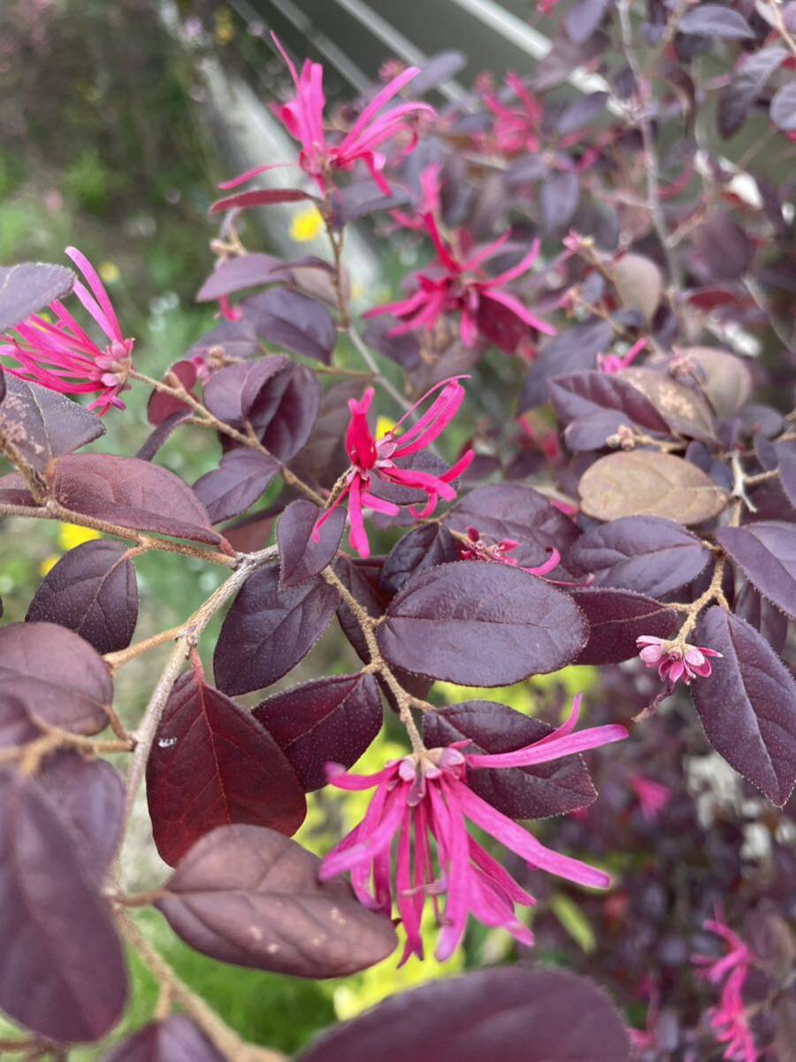 トキワマンサク 黒美人 赤花 銅葉 まんさく 花の苗の画像2