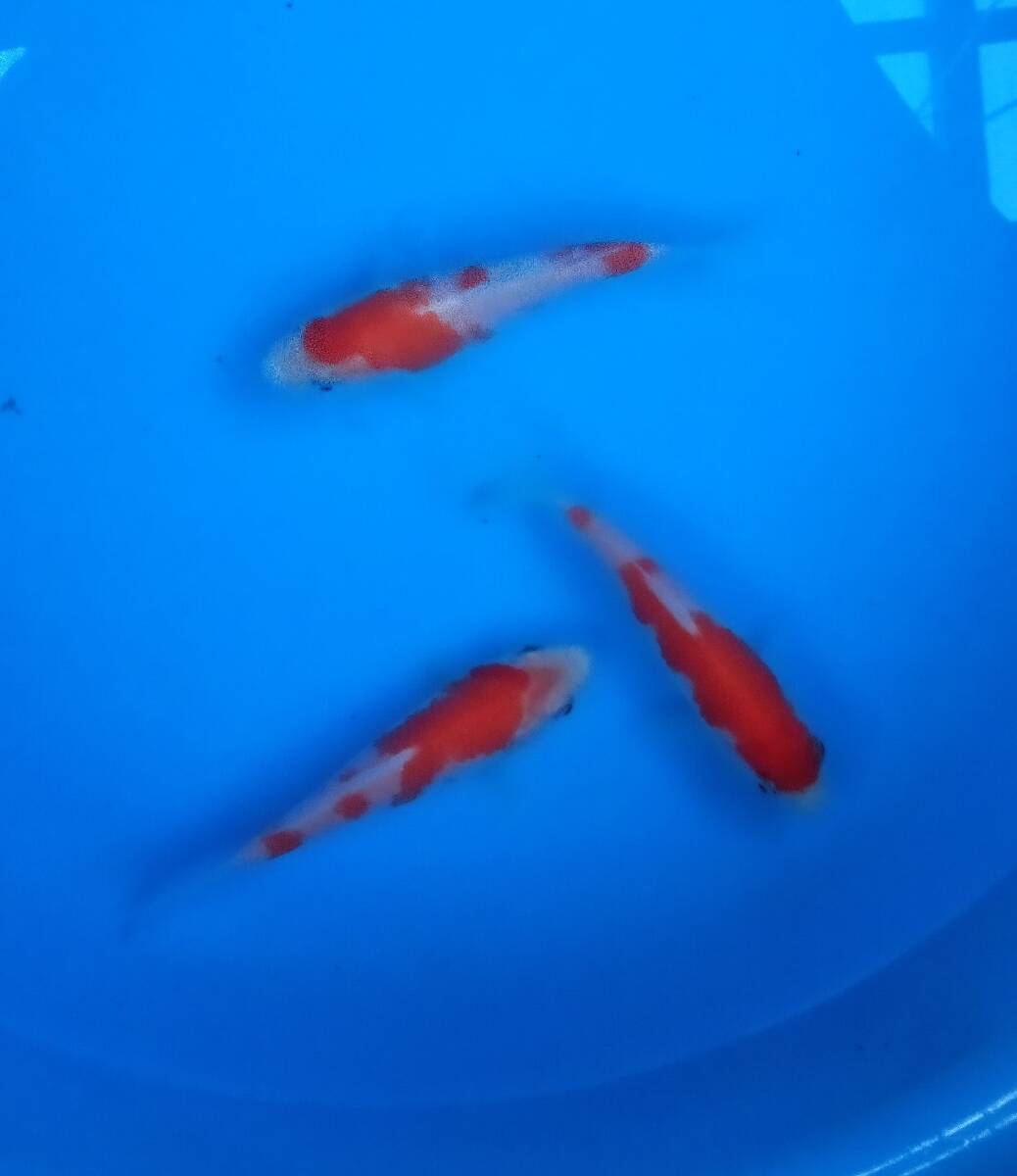 古沢養魚場　厳選紅白　10～11cm　当歳　3尾_画像4