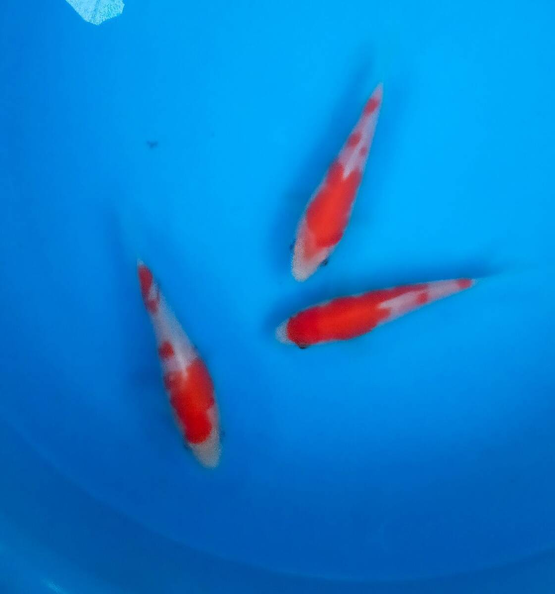 古沢養魚場　厳選紅白　10～11cm　当歳　3尾_画像2