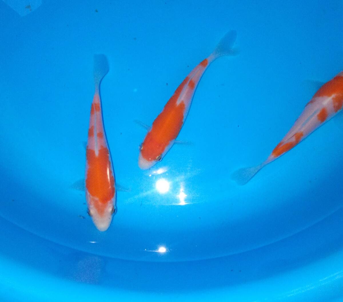 古沢養魚場　厳選紅白　10～11cm　当歳　3尾_画像3