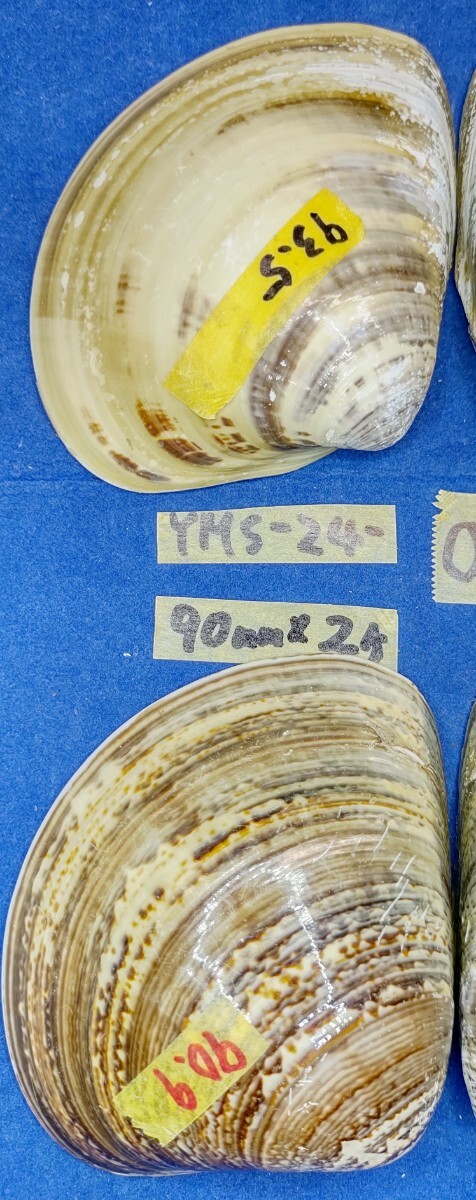 蛤 YMS−24-0316-5　90mm×2個　　江戸前　ハマグリ　貝殻　標本　材料_画像4