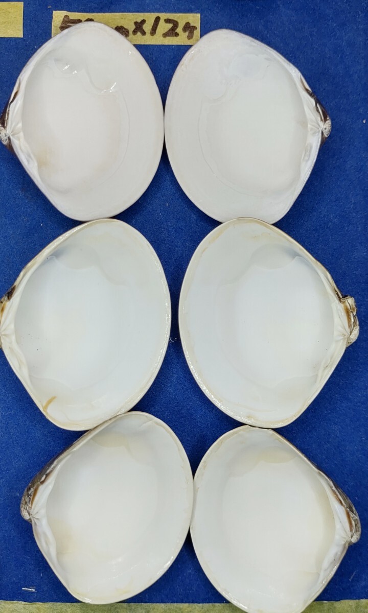 蛤 YMS−24-0312-3　50mm×12個　　江戸前　ハマグリ　貝殻　標本　材料_画像10