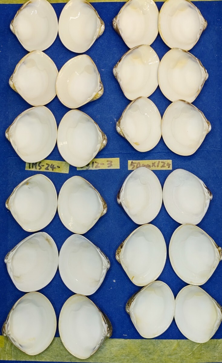 蛤 YMS−24-0312-3　50mm×12個　　江戸前　ハマグリ　貝殻　標本　材料_画像6