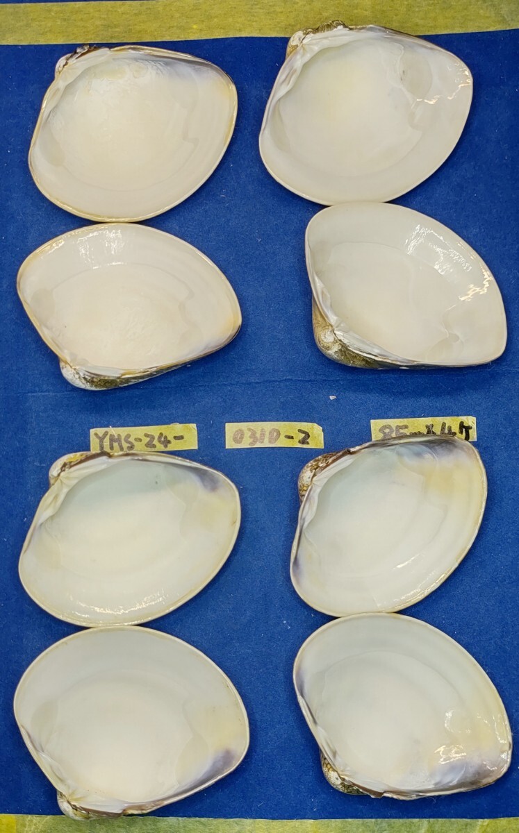 蛤 YMS−24-0310-2　85mm×4個　　江戸前　ハマグリ　貝殻　標本　材料_画像6