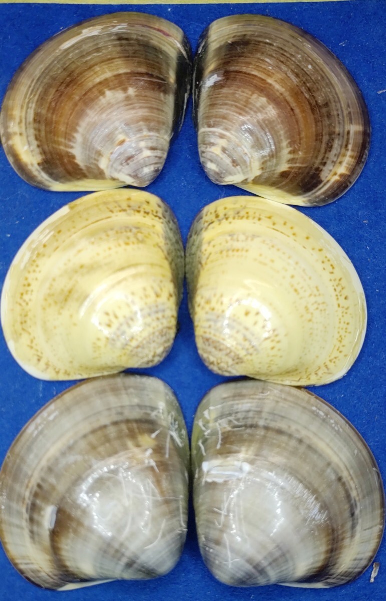 蛤 YMS−24-0317-9　50mm×12個　　江戸前　ハマグリ　貝殻　標本　材料_画像4