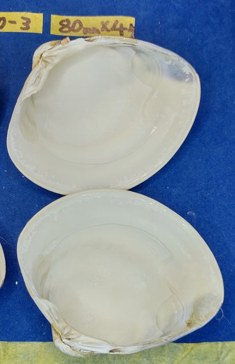 蛤 YMS−24-0310-3　80mm×4個　　江戸前　ハマグリ　貝殻　標本　材料_画像10