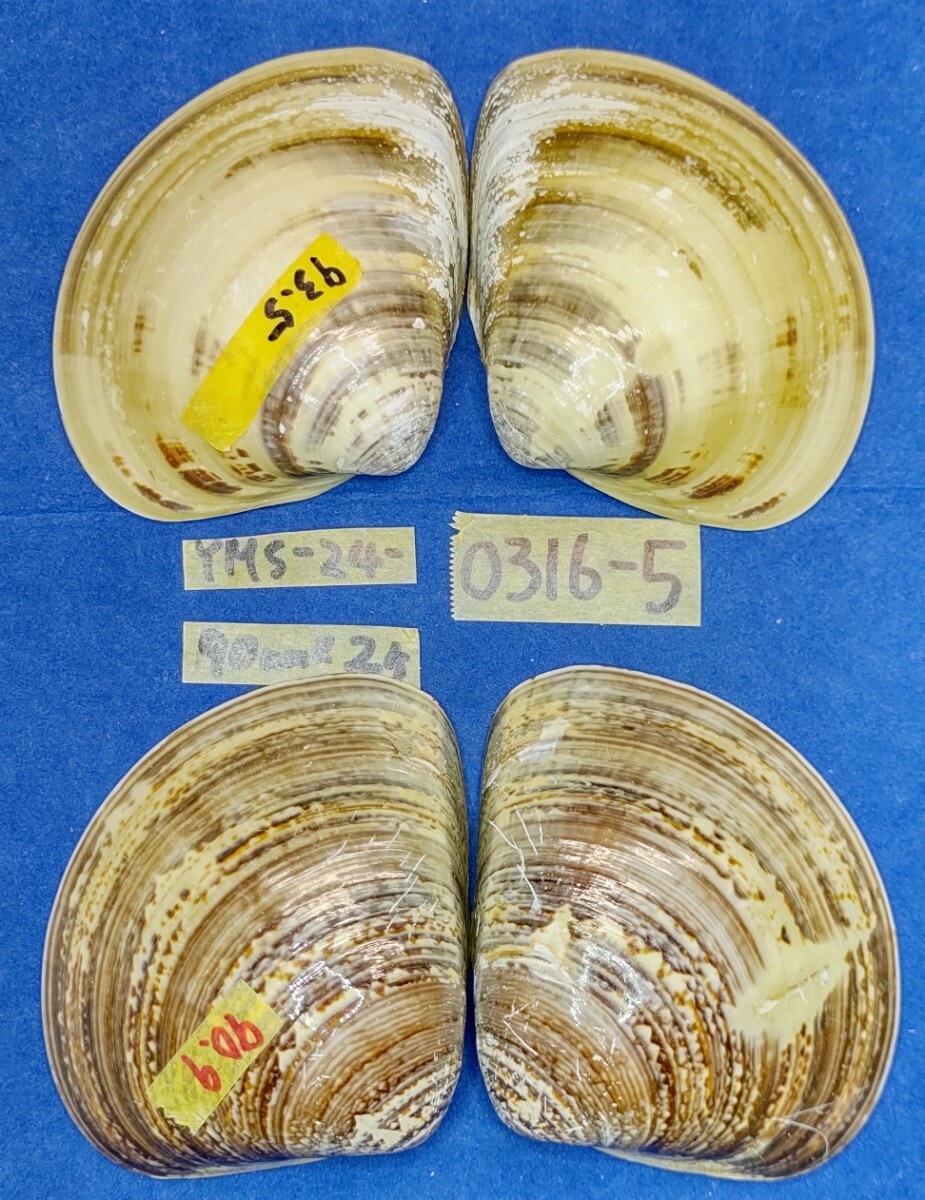蛤 YMS−24-0316-5　90mm×2個　　江戸前　ハマグリ　貝殻　標本　材料_画像3