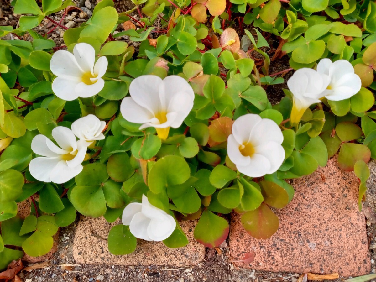 オキザリス根付　開花中含む10苗　白花　宿根草☆手間なし_画像4