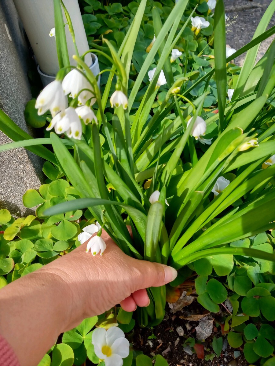 スノーフレーク根付　開花中含む５苗　かわいい白花☆すずらんのよう　宿根草☆手間なし_画像3