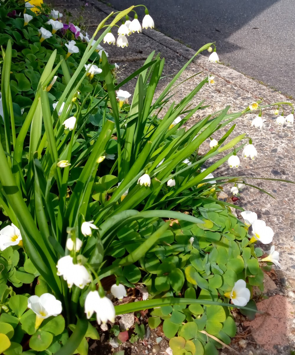 スノーフレーク根付　開花中含む５苗　かわいい白花☆すずらんのよう　宿根草☆手間なし_画像2