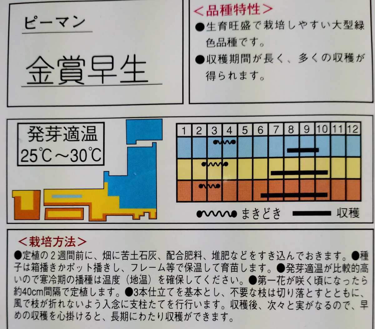 ピーマンの種子 10粒 金賞早生 大型で緑色品種！ 多収穫_画像2