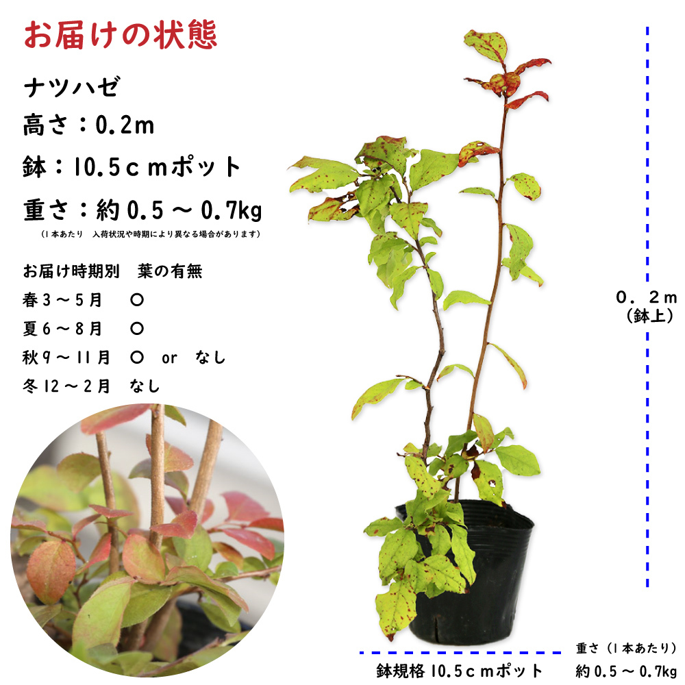 ナツハゼ 0.2m 10.5cmポット 苗の画像2