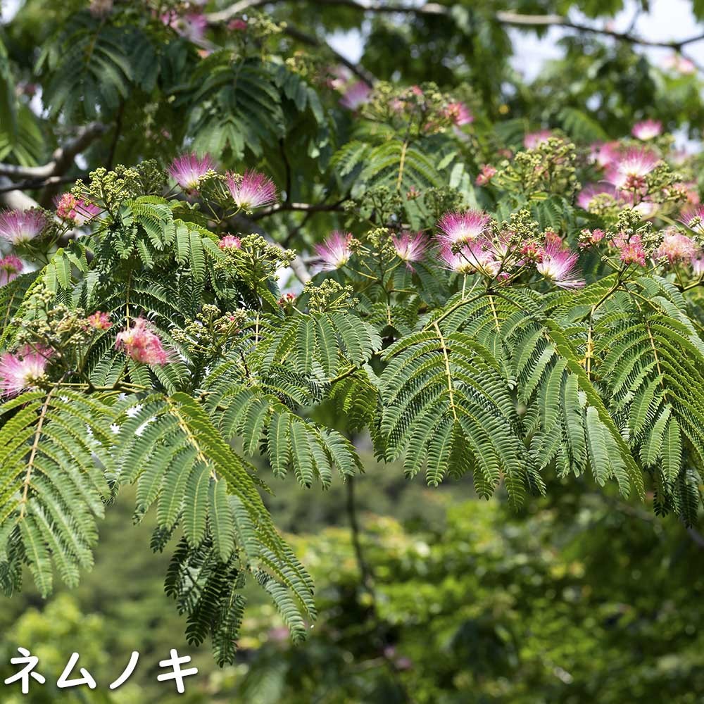 ネムノキ 単木 2.3m 露地 苗木_画像2