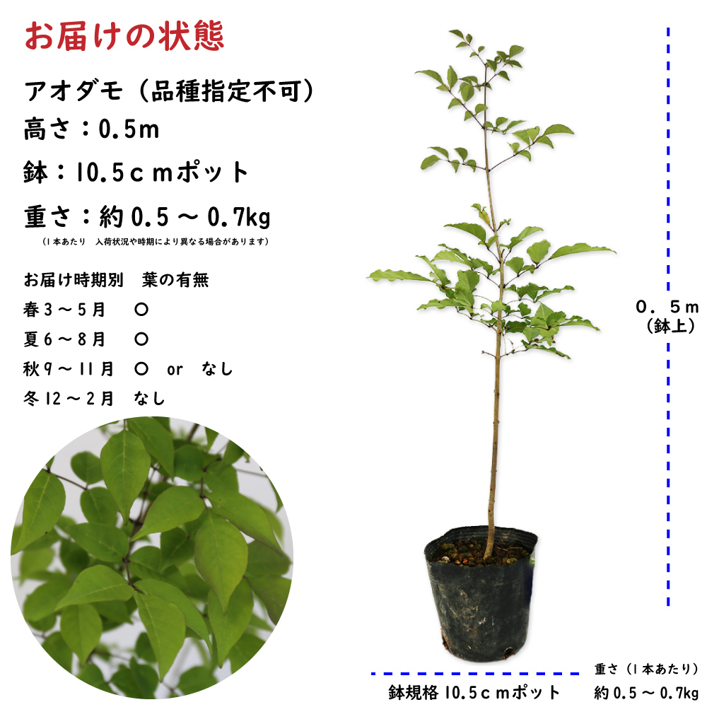 アオダモ (品種指定不可) 0.5m 10.5cmポット 苗_画像2