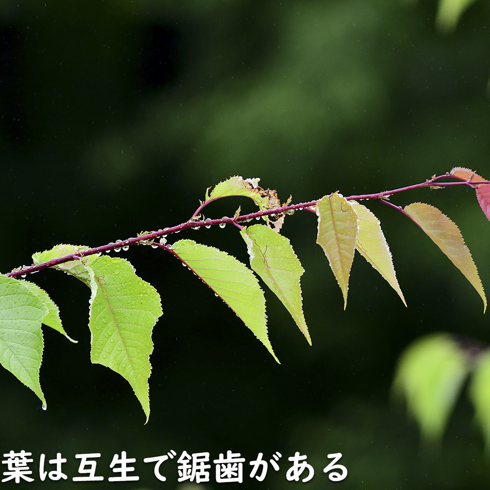 ヤマザクラ 2m 露地 苗木_画像4