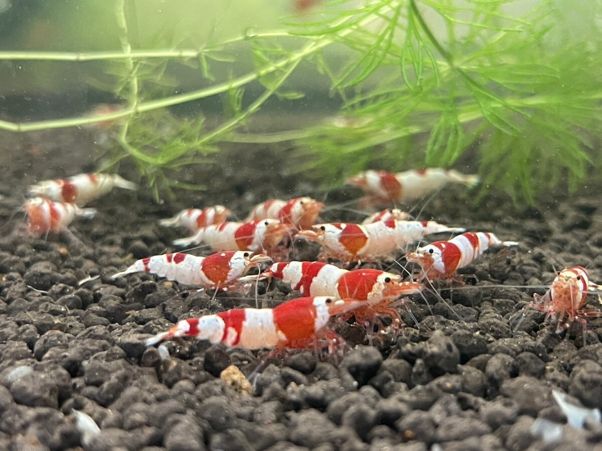 [.- Chan. ..] Red Bee Shrimp * breeding set * 1 jpy start! departure color excellent 