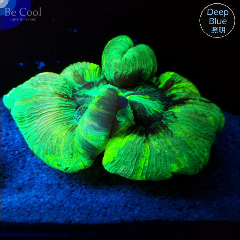 X６１ブレインコーラル（１４ｃｍ前後）「サンゴの日出品キャンペーン！」_画像1