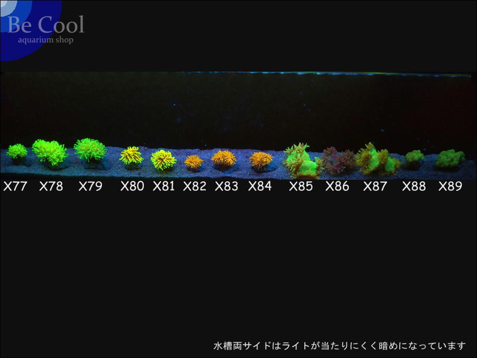 X７９ハナサンゴ（８ｃｍ前後）「サンゴの日出品キャンペーン！」_画像5