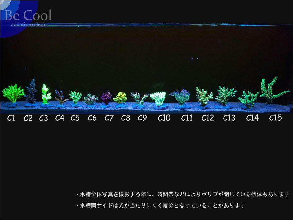 C１１ミドリイシｓｐ（８ｃｍ前後）_画像6