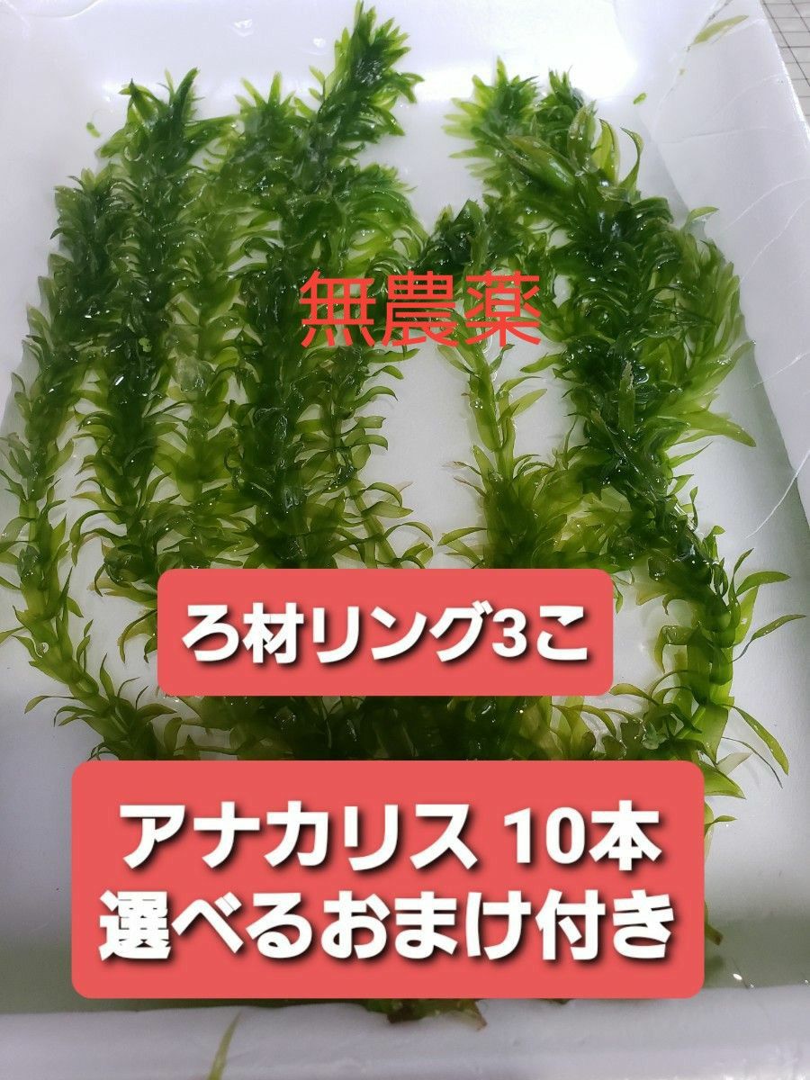 無農薬アナカリス10本＋選べるおまけ付き＋ろ材リング3こ ウォーターコイン、姫ホテイアオイ 水草マツモアマゾンフロッグピット