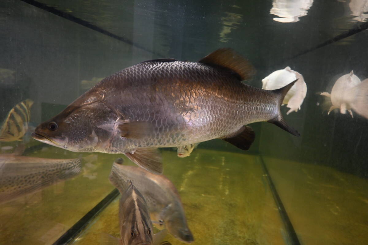 【石川県引き取り】バラマンディ60cm前後　ロイヤルナイフ60cm前後など　相談してください_画像1