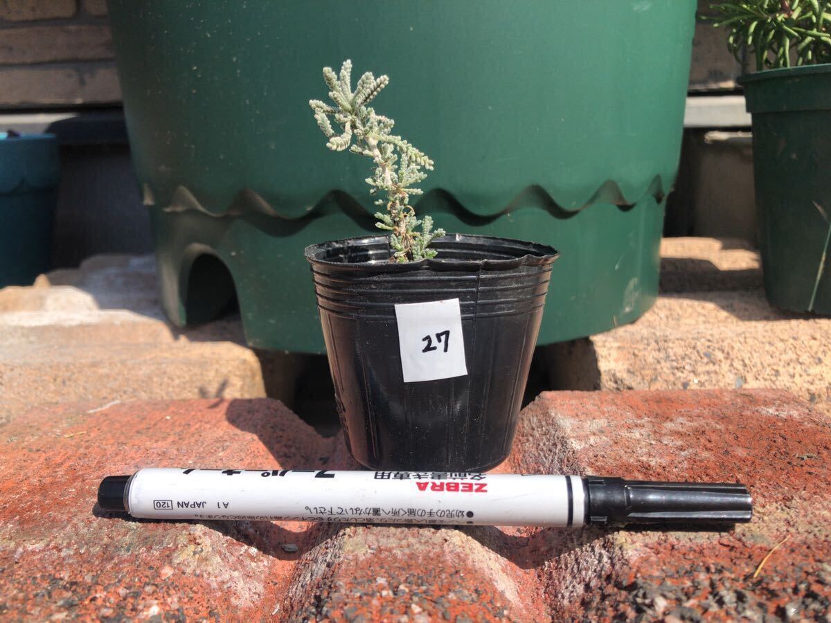  santolina gray less pesticide herb seedling 