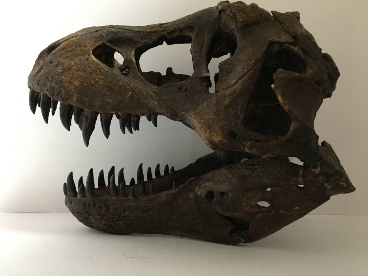 1/9スケール ティラノサウルス（スタン）の頭骨のレプリカ T.REX 化石 標本の画像1