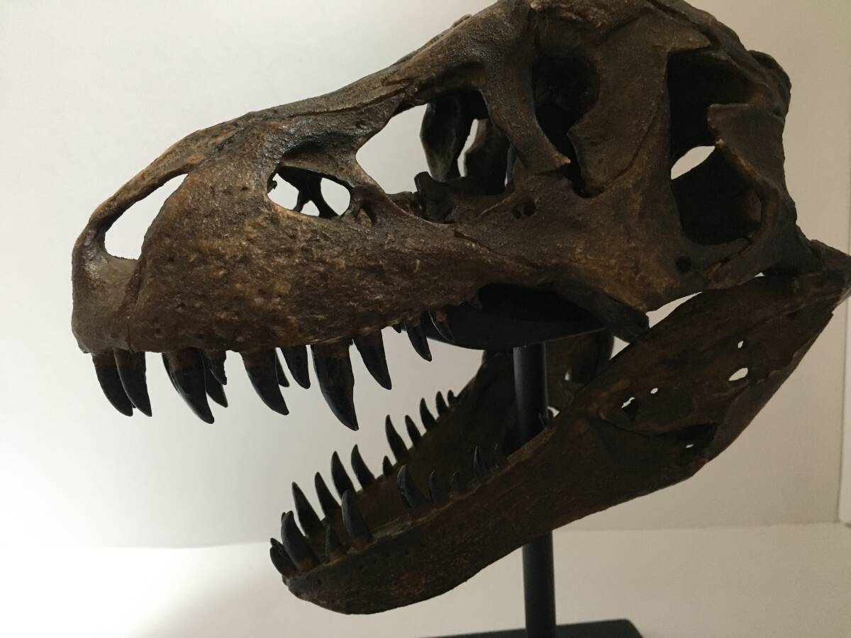 1/9スケール ティラノサウルス（スタン）の頭骨のレプリカ T.REX 化石 標本の画像9